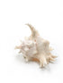 pink and white murex shell